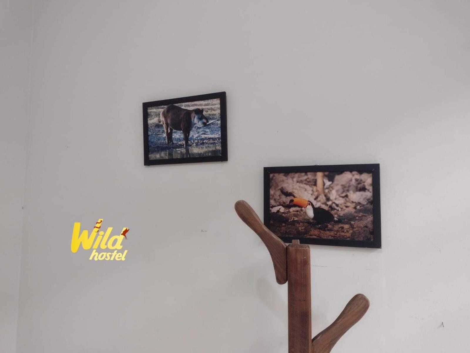 Wild Bh Hostel Belo Horizonte